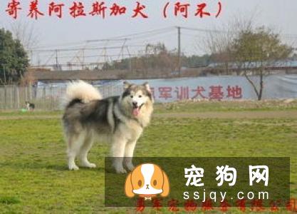 个人训练狗狗上厕所方法心得,简单实用