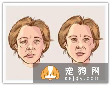 狗抽搐是怎么回事 比熊犬痉挛抽搐咋办好