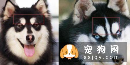 怎么区分哈士奇和阿拉斯加犬？