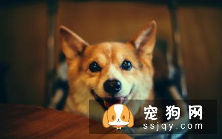 养狗前和养狗后会有什么变化？