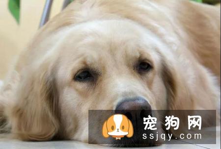 狗狗的鼻子褪色是什么原因？