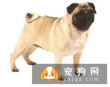 狗狗喜欢乱咬东西，应该如何改善狗狗乱咬东西这种行为