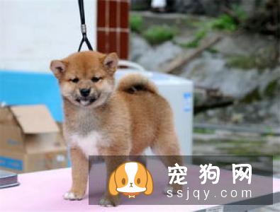 当柴犬断奶七天之后就要去注射疫苗了,如何选择看个人的想法?