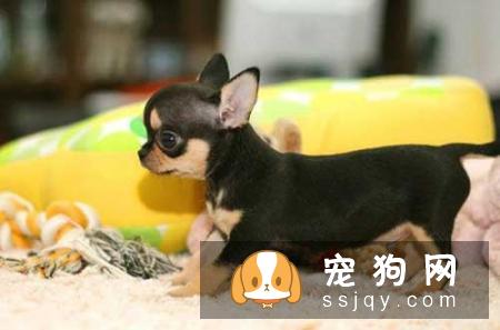 外企加班狗怎么养好娃？上班族养狗必备知识