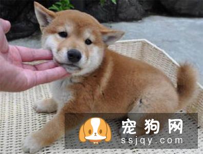 柴犬哪里有卖的 买柴犬哪种途径比较好