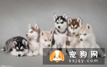 狗狗都有哪些老年病，狗狗衰老都有什么特征
