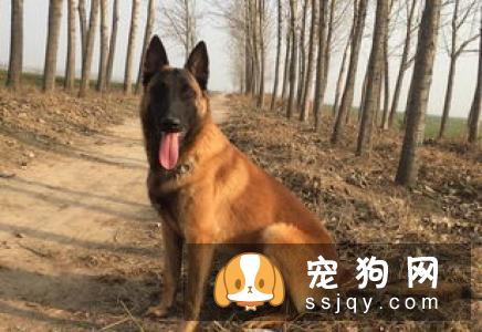 为什么有很多狗狗走丢后,却找不到回家的路呢?