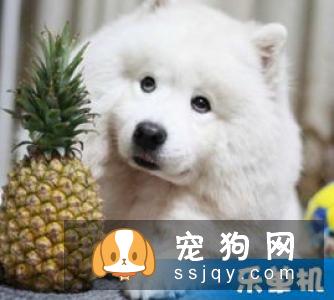 天气炎热，狗狗能吃水果吗?