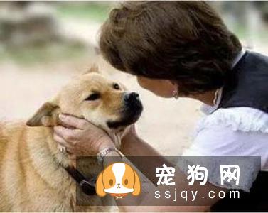 从狗狗的鼻子可以看出它们身体健康的信息