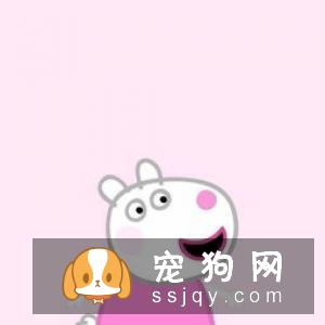 为什么养柴犬的人很少 扎心了原来是这样