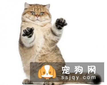柴犬大便不成形 这三招可以解决问题