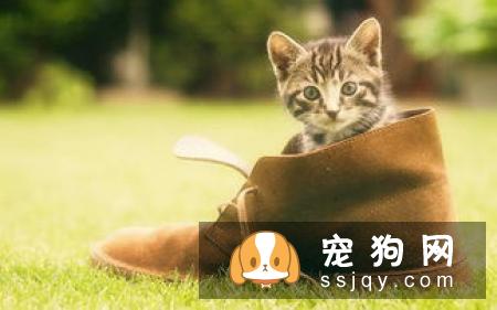 柴犬大便很臭 引起柴犬大便很臭的原因居然这么多