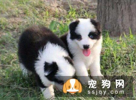 幼犬需要补充的这些营养，铲屎官须知！