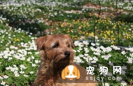 狗狗耳道有异味，狗狗耳道应该怎么护理