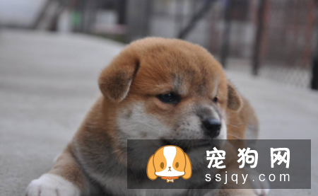 狗狗恒齿长齐,洁白光亮换牙注意事项