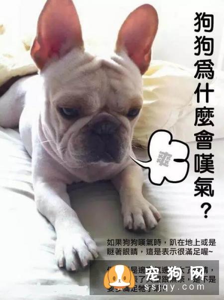 最强养狗基本知识，养狗必备干货
