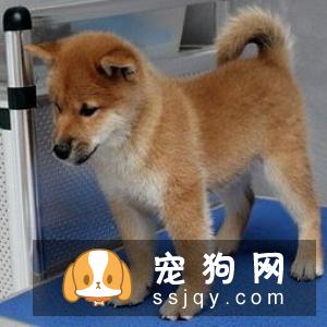 刚出生的柴犬是不能洗澡的,主人可千万不要随意的给幼犬洗澡