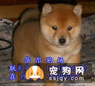 柴犬怎么自己训练的方法 如何让柴犬服从训练