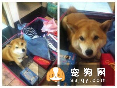柴犬几个月发情 柴犬发情的表现