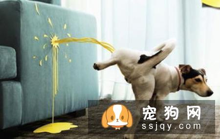 训练狗狗定点大小便方法