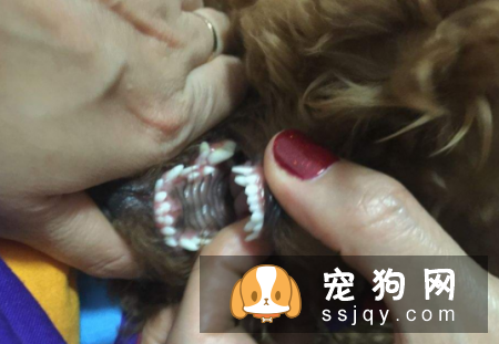 双排牙的危害-家居装修问答