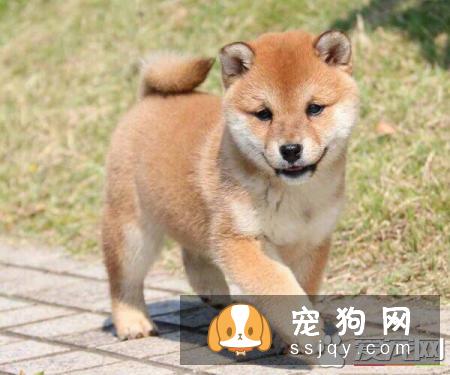 柴犬剃毛多久能长出来 如何让柴犬毛发长得快