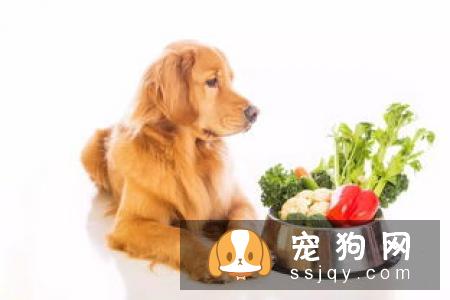狗狗拉肚子呕吐可能是这些常见原因