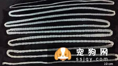 警报，你家的狗狗需要立刻驱虫！