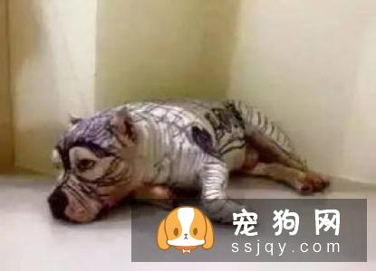 狗狗喜欢乱咬东西，应该如何改善狗狗乱咬东西这种行为