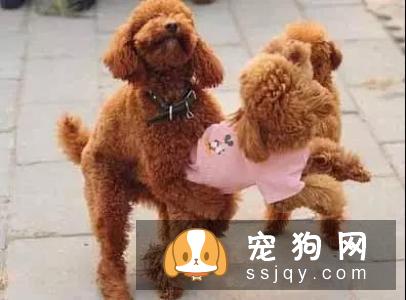 狗狗交配的时候不能随意打断，严重者致死！