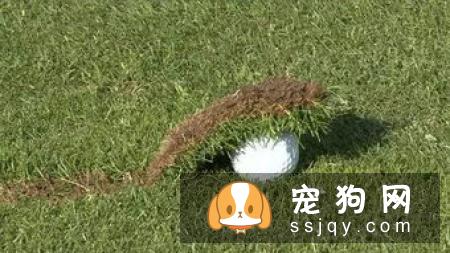 柴犬不立耳 柴犬不立耳的两大原因你知道吗