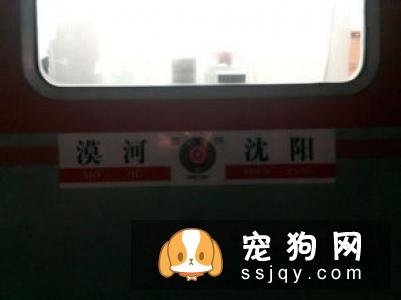 搞不清狗狗的生理阶段？看这篇文章就够了！