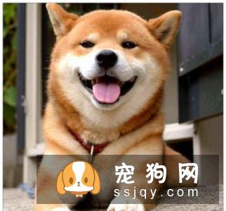 柴犬吃什么毛色好 吃这些食物对柴犬毛发好