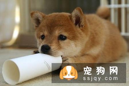 幼犬需要补充的这些营养，铲屎官须知！
