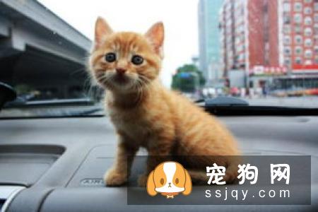 狗狗生病引起呼吸急促和喘气快