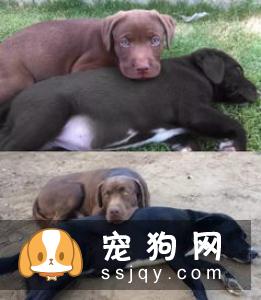 如何养育健康狗狗，需要把握以下几个成长关键期！