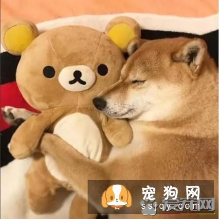 柴犬好还是秋田犬好 柴犬和秋田犬的个性分析