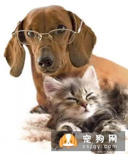 宠物常见的五大健康问题