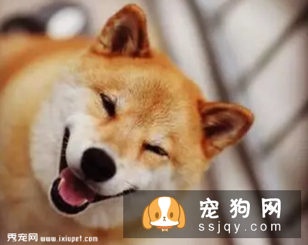 除了病犬和术后的狗狗,还有哪类狗狗可以吃呢?