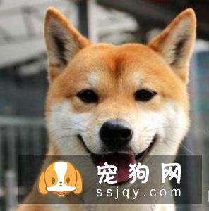 柴犬爱咬东西往往无处发泄导致,主人平时要多带狗狗出去散散步