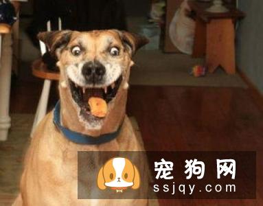 老年犬排尿增多？可能是慢性肾衰竭，治疗狗狗需要分两阶段