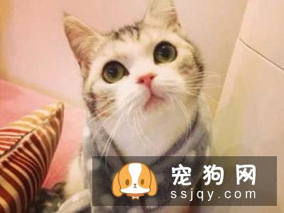为什么猫和狗喜欢被人摸头？