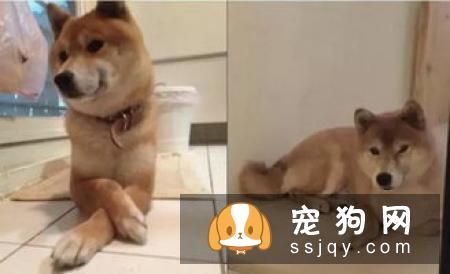 柴犬多久认主 柴犬认主表现是这样