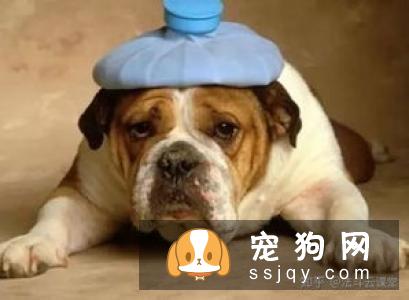 夏季来临，宠物中暑征兆及预防方法