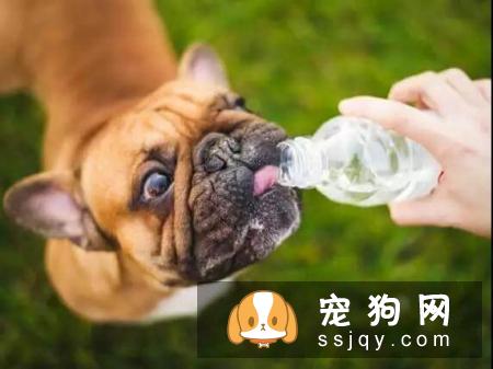 夏季来临，宠物中暑征兆及预防方法