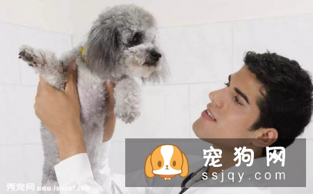 一只贵宾犬因为咳个不停,被主人送到宠物医院