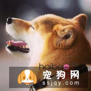 日本人都养柴犬吗 柴犬的人气在日本高吗