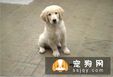 狗狗拉稀是什么原因引起的，用这六步法排查