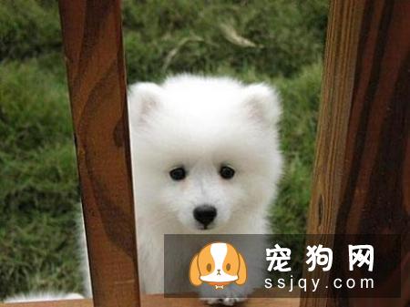常见的宠物狗品种你都认识吗？宠物大全了解一下!