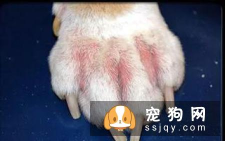 皮肤病——宠物美毛杀手，你知多少？